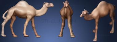 3D мадэль Верблюд (STL)